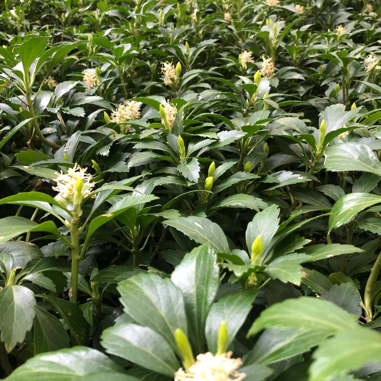 Pachysandra terminalis
