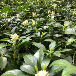 Pachysandra terminalis
