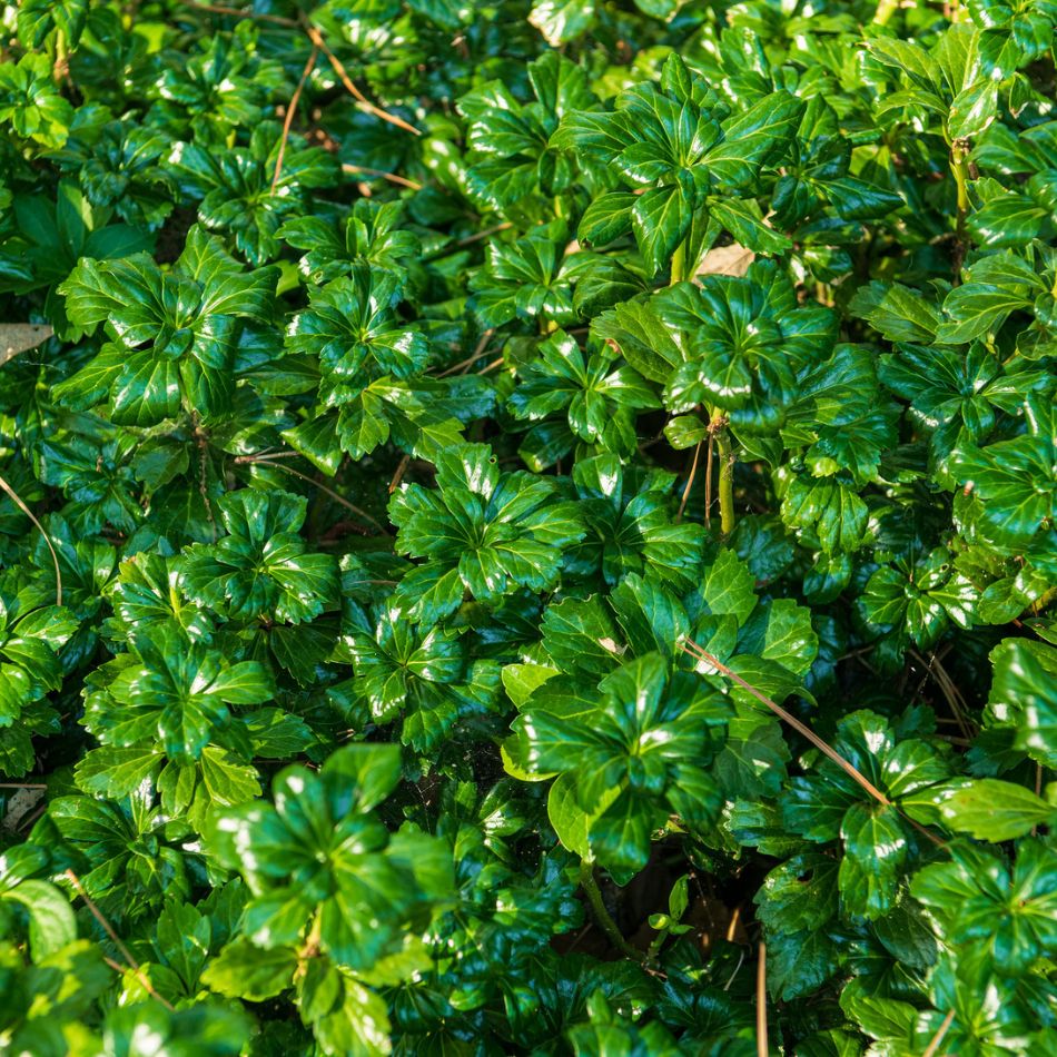 Pachysandra terminalis ‘Green Sheen’