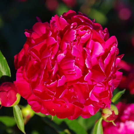 Paeonia lactiflora ‘Karl Rosenfield’