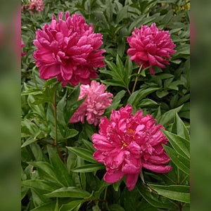 Paeonia lactiflora ‘Karl Rosenfield’
