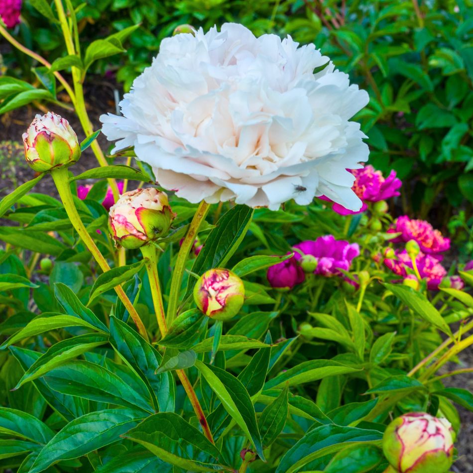 Paeonia lactiflora ‘Shirley Temple’
