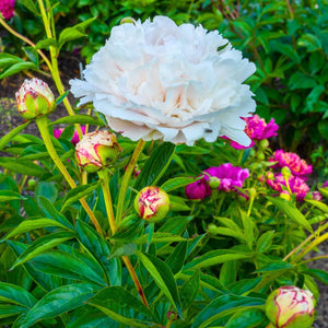 Paeonia lactiflora ‘Shirley Temple’