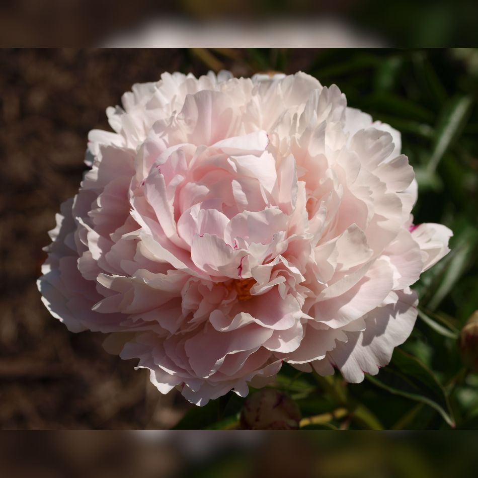 Paeonia lactiflora ‘Shirley Temple’