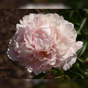 Paeonia lactiflora ‘Shirley Temple’