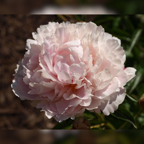 Paeonia lactiflora ‘Shirley Temple’