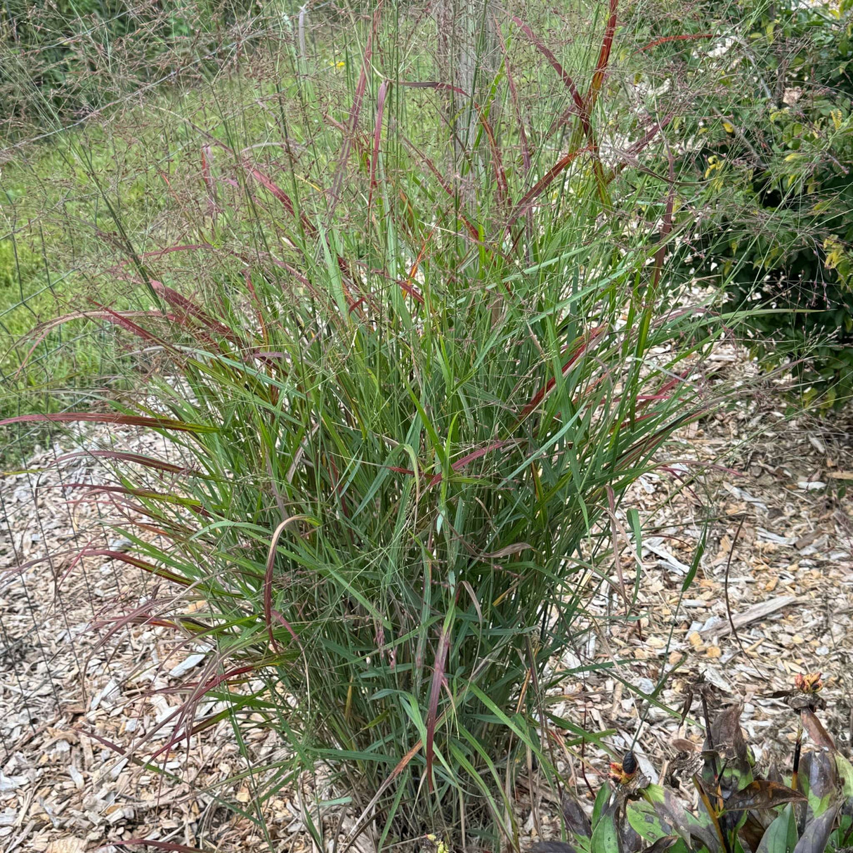 Panicum virgatum ‘Shenandoah’