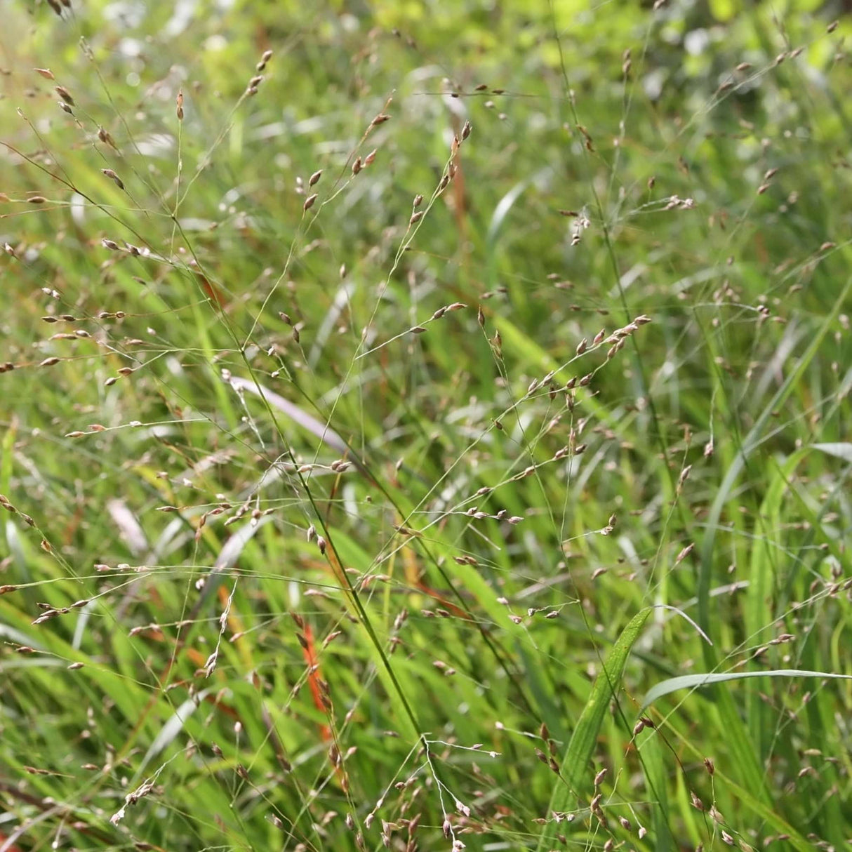 Panicum virgatum ‘Shenandoah’