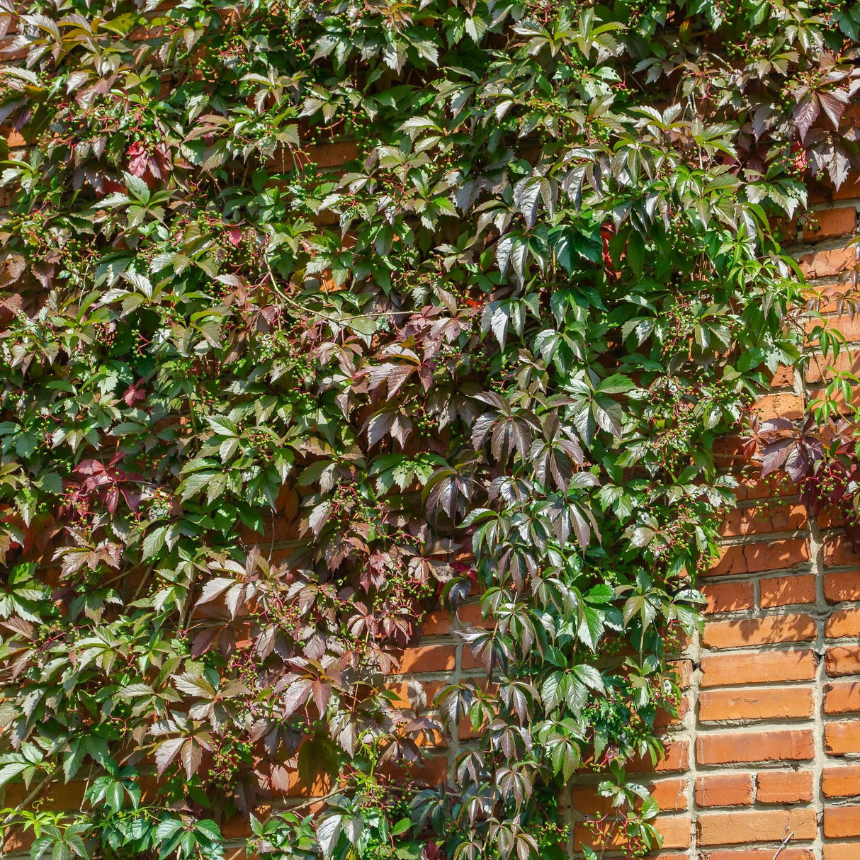 Parthenocissus henryana