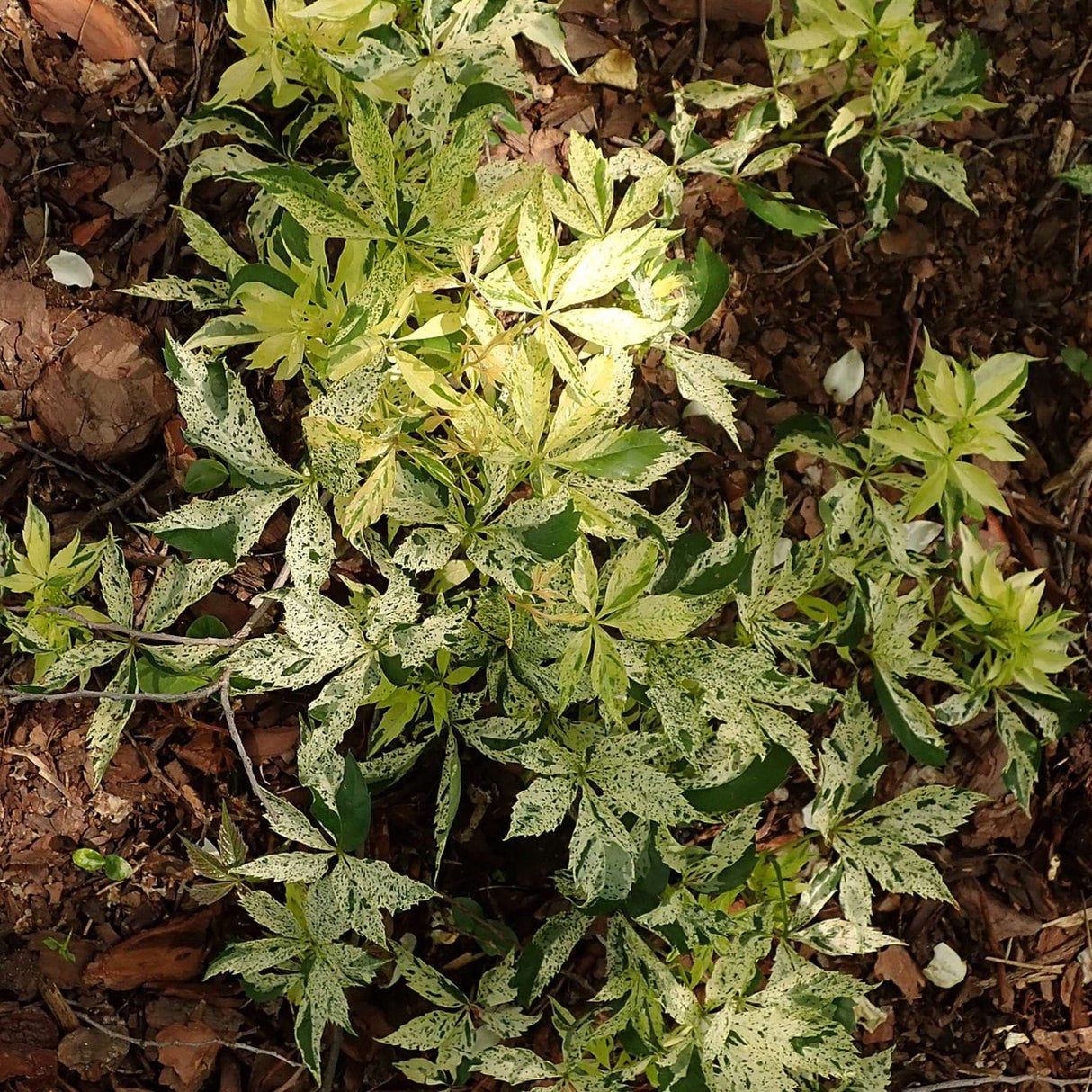 Parthenocissus quinquefolia ‘Star Showers’