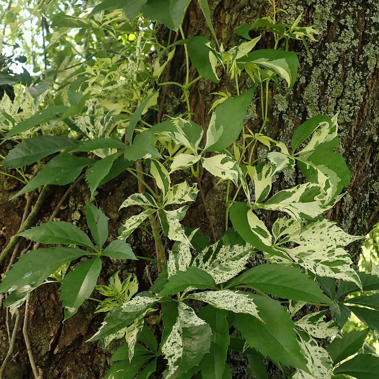 Parthenocissus quinquefolia ‘Star Showers’