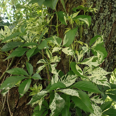 Parthenocissus quinquefolia ‘Star Showers’