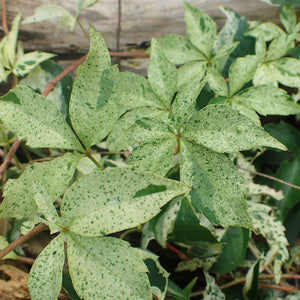 Parthenocissus quinquefolia ‘Star Showers’