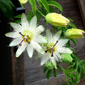 Passiflora caerulea ‘Constance Eliott’