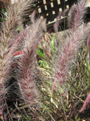 Pennisetum alopecuroides ‘Karley Rose’