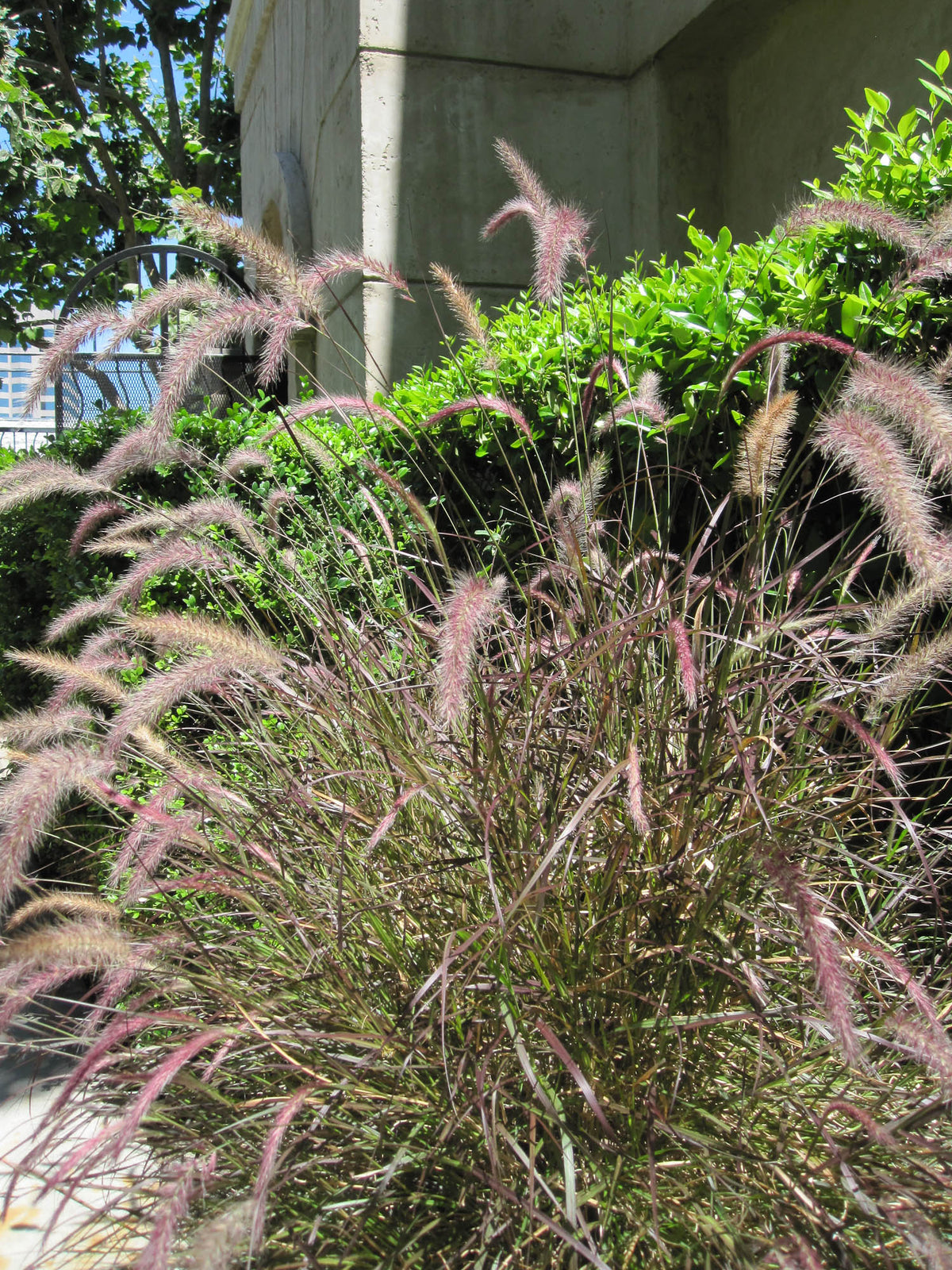 Pennisetum alopecuroides ‘Karley Rose’