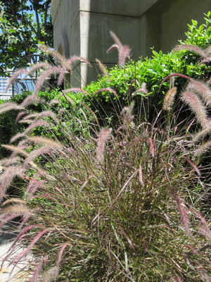 Pennisetum alopecuroides ‘Karley Rose’