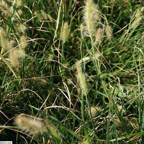 Pennisetum alopecuroides ‘Little Bunny’