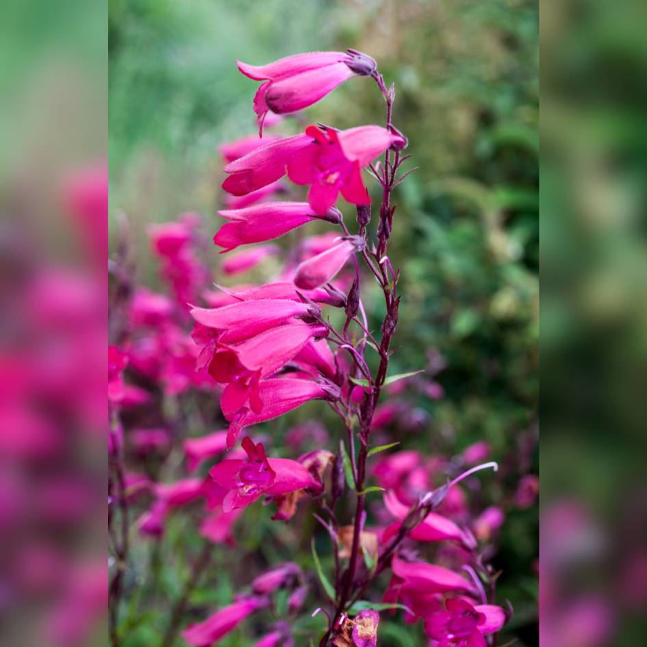 Penstemon ‘Garnet’