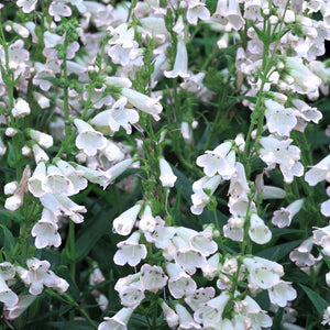 Penstemon ‘White Bedder’