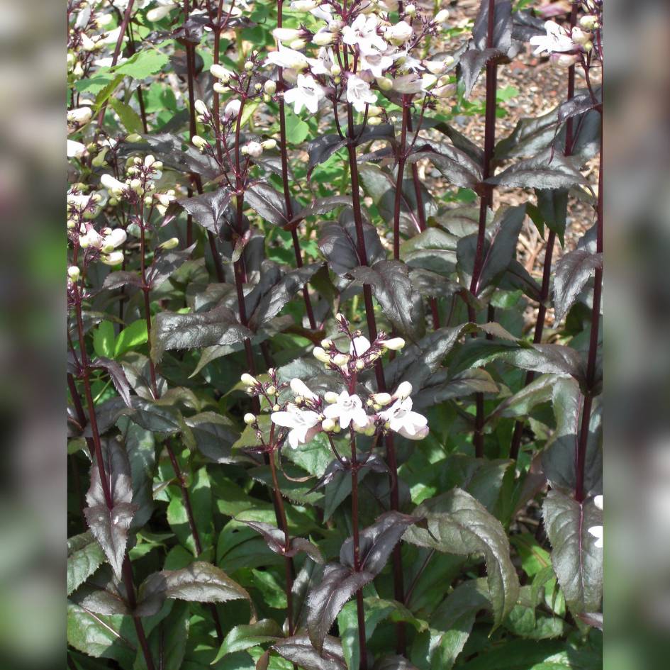 Penstemon digitalis ‘Husker Red’