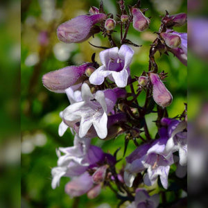 Penstemon digitalis ‘Husker Red’