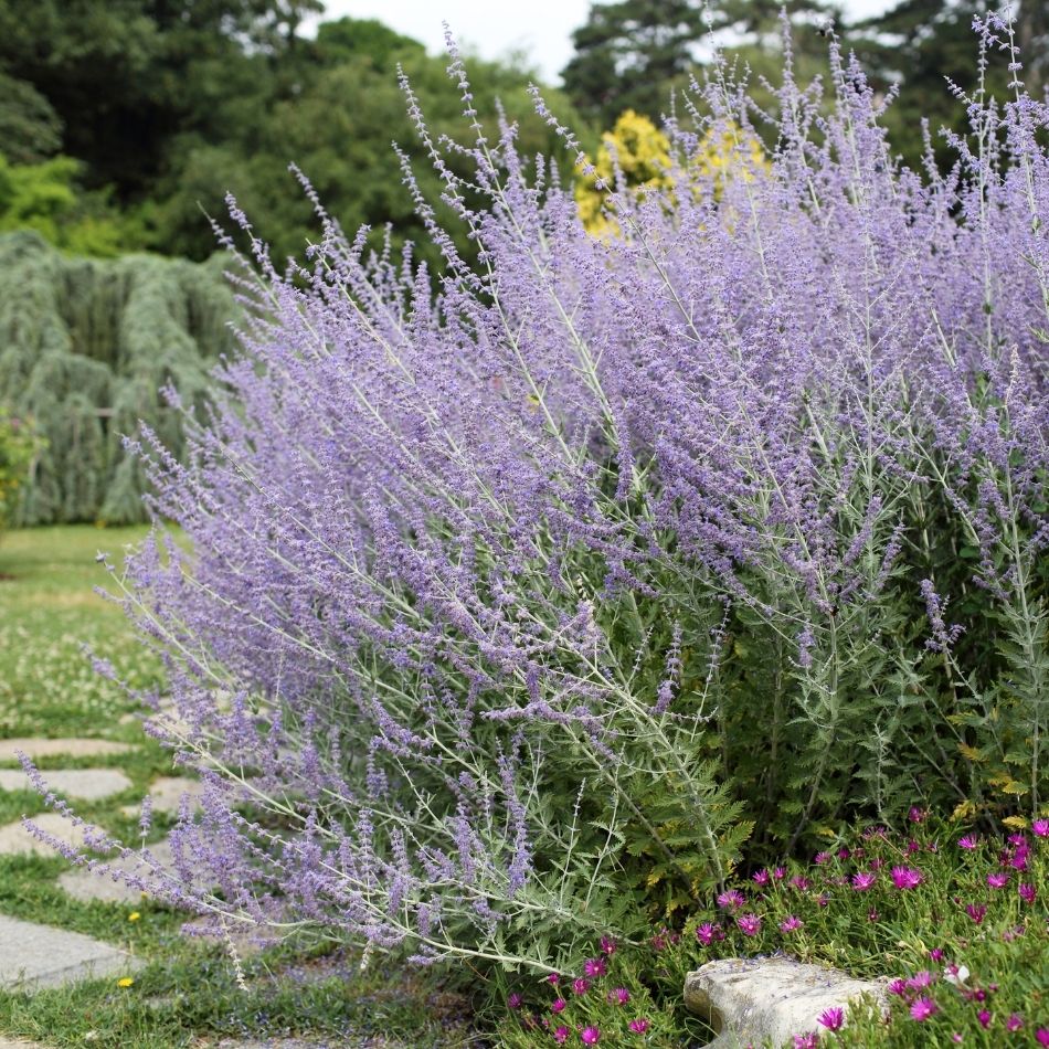 Perovskia atriplicifolia ‘Prime Time’