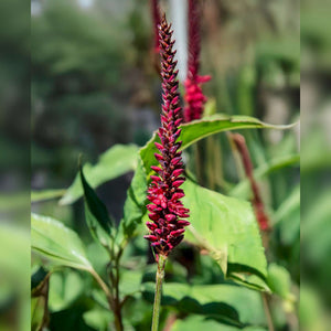 Persicaria amplexicaulis ‘Blackfield’