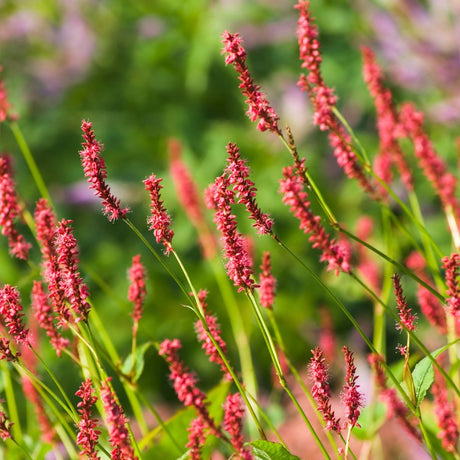 Persicaria amplexicaulis ‘Orange Field’