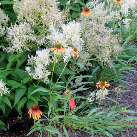 Persicaria polymorpha