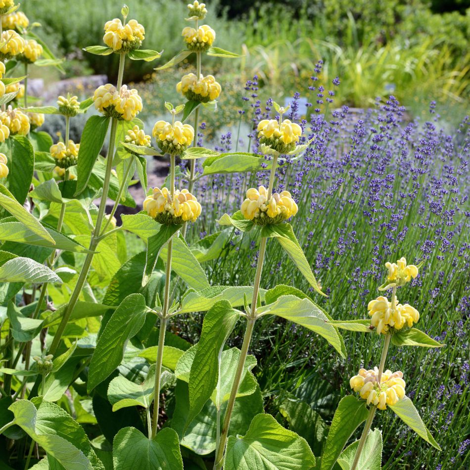 Phlomis russeliana