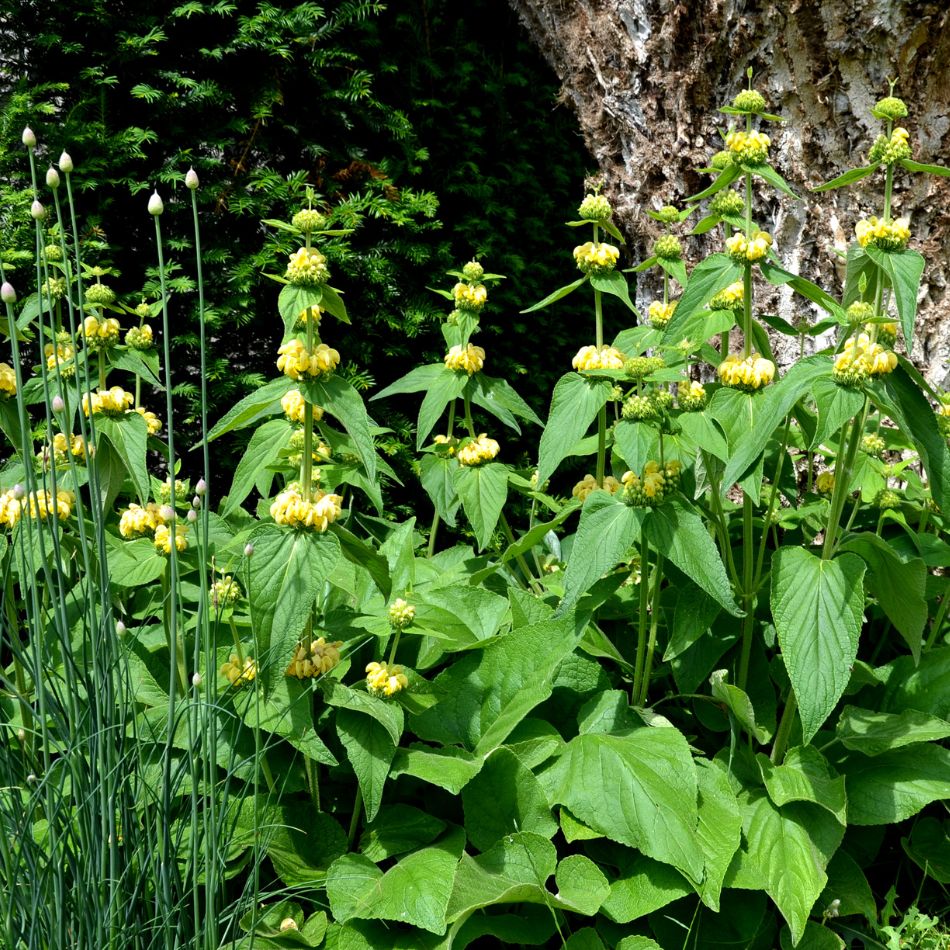 Phlomis russeliana