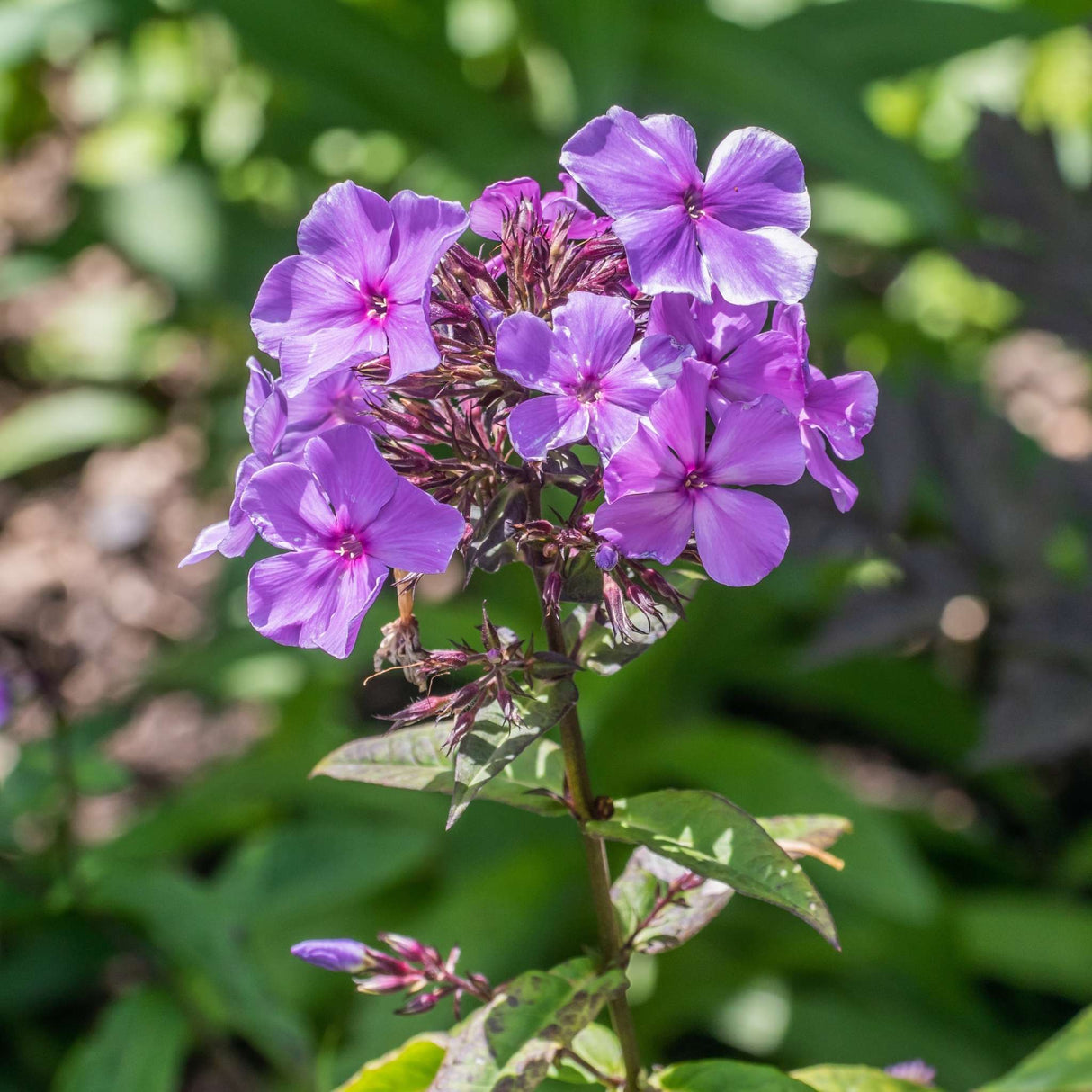 Phlox paniculata ‘Blue Paradise’