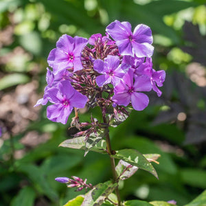 Phlox paniculata ‘Blue Paradise’