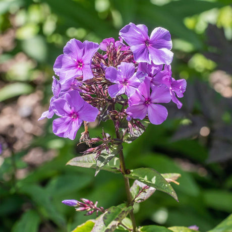 Phlox paniculata ‘Blue Paradise’