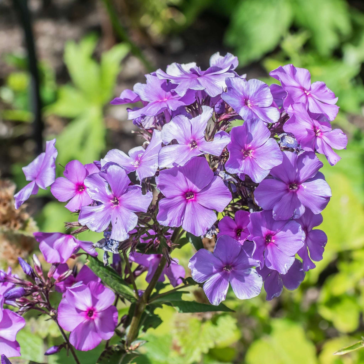 Phlox paniculata ‘Blue Paradise’