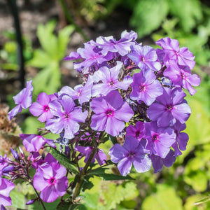 Phlox paniculata ‘Blue Paradise’