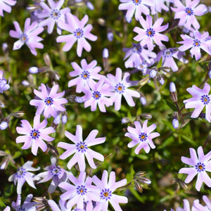Phlox subulata ‘Fabulous Blue Dark Centre’