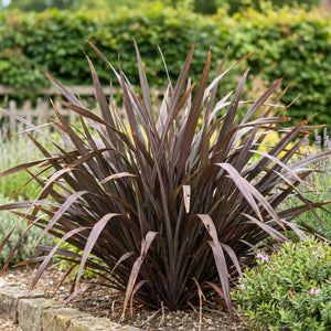 Phormium ‘Bronze Baby’