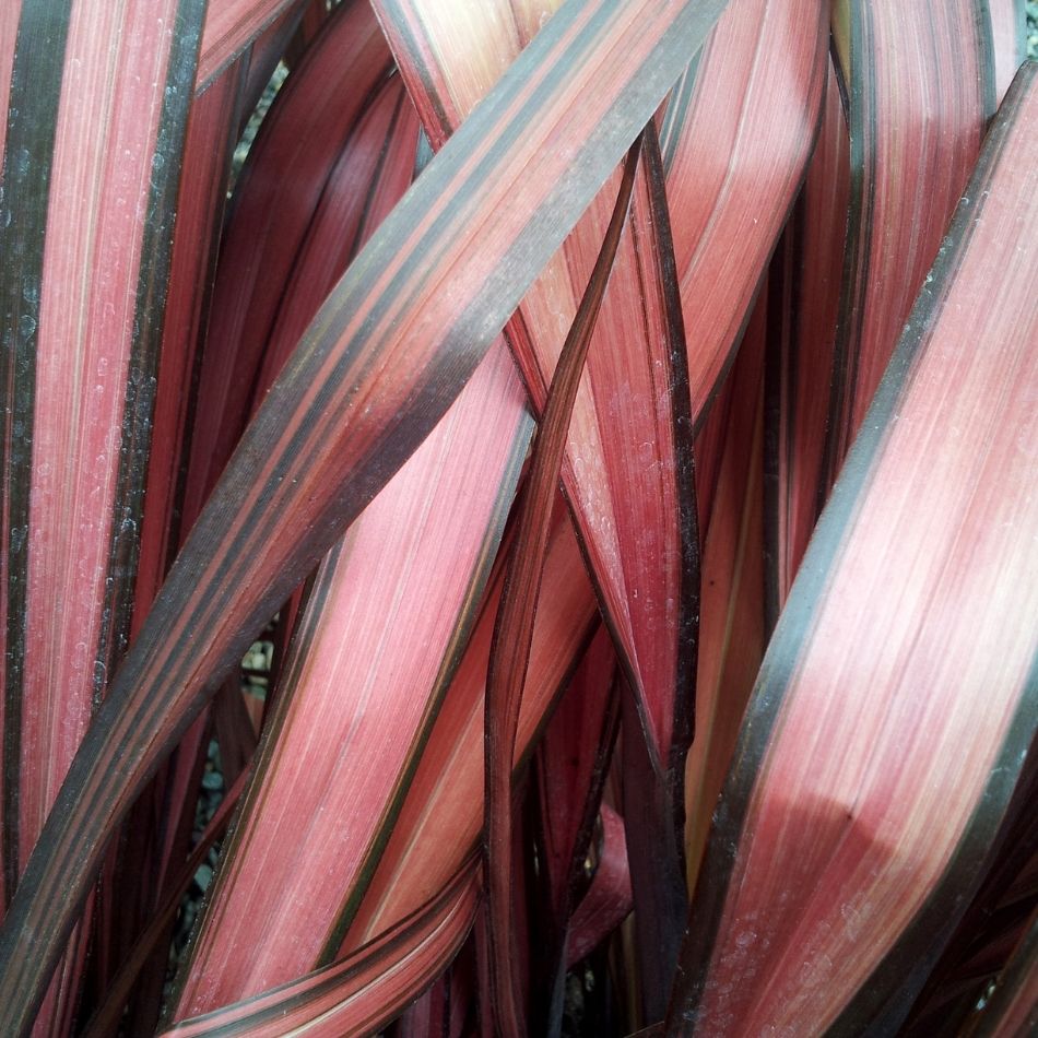 Phormium tenax ‘Evening Glow’