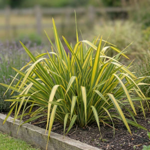 Phormium ‘Gold Sword’