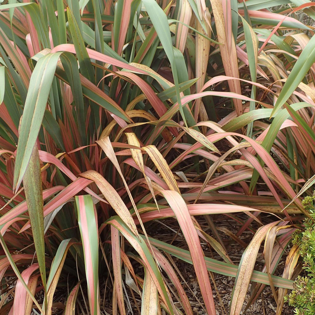 Phormium ‘Jester’