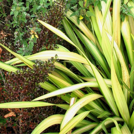 Phormium ‘Yellow Wave’