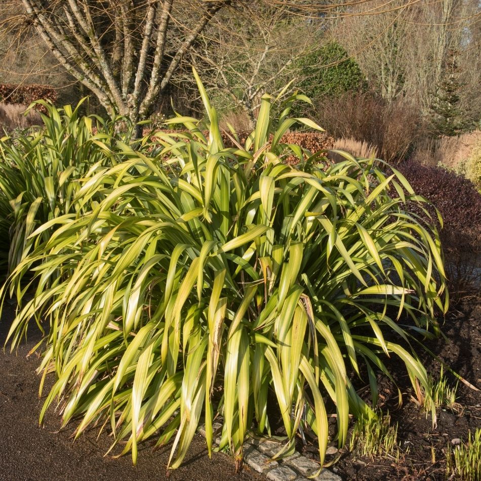 Phormium ‘Yellow Wave’