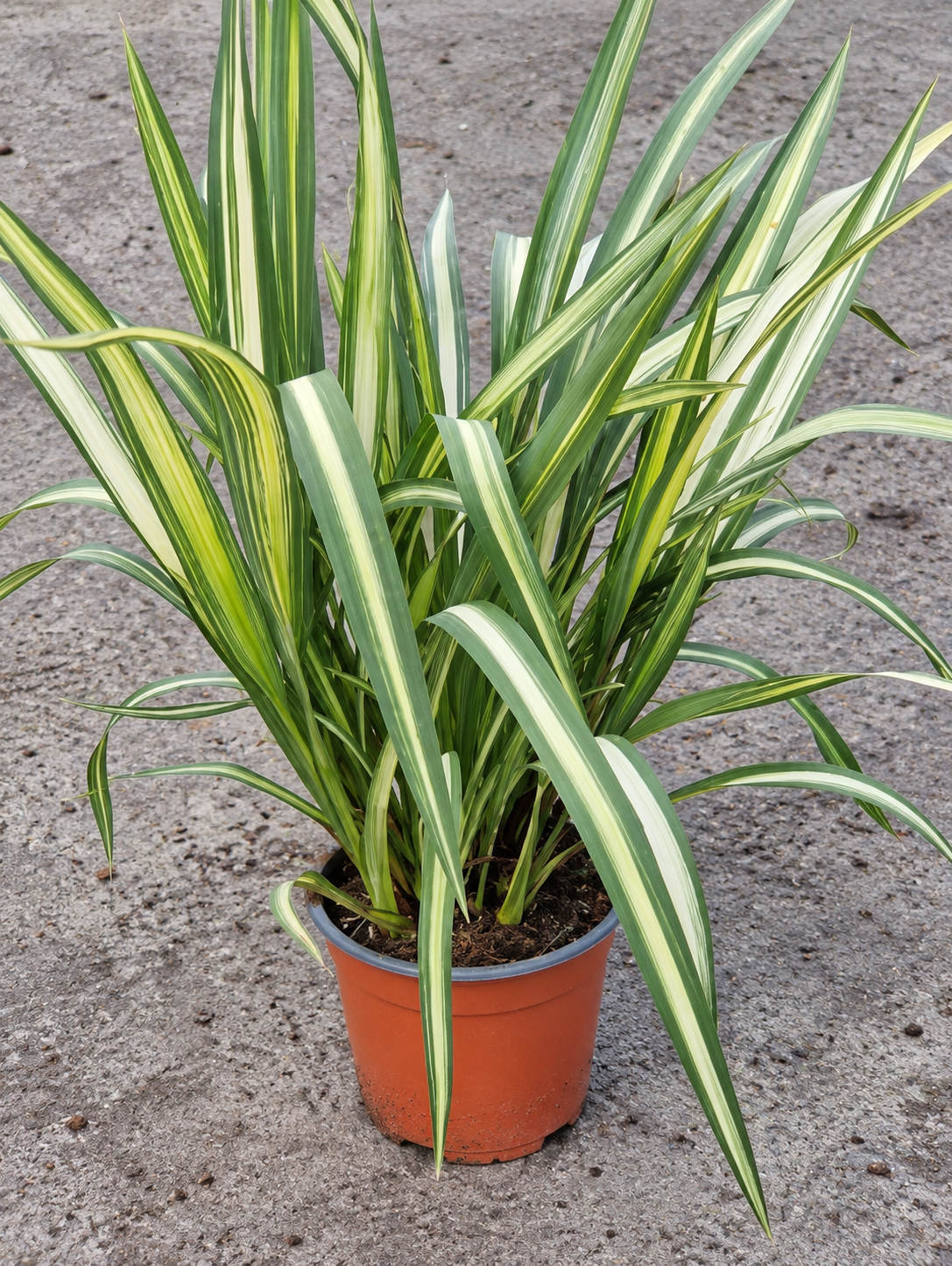 Phormium colensoi ‘Cream Delight’