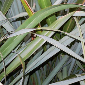 Phormium tenax