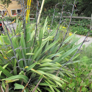 Phormium tenax