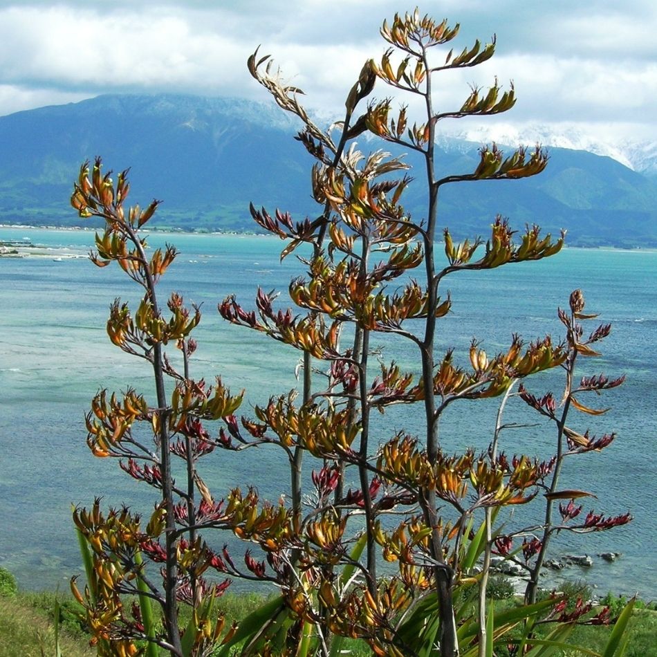 Phormium tenax