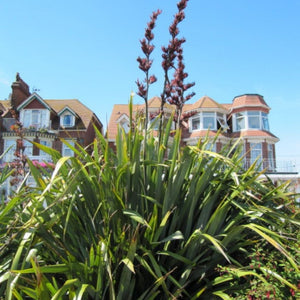 Phormium tenax