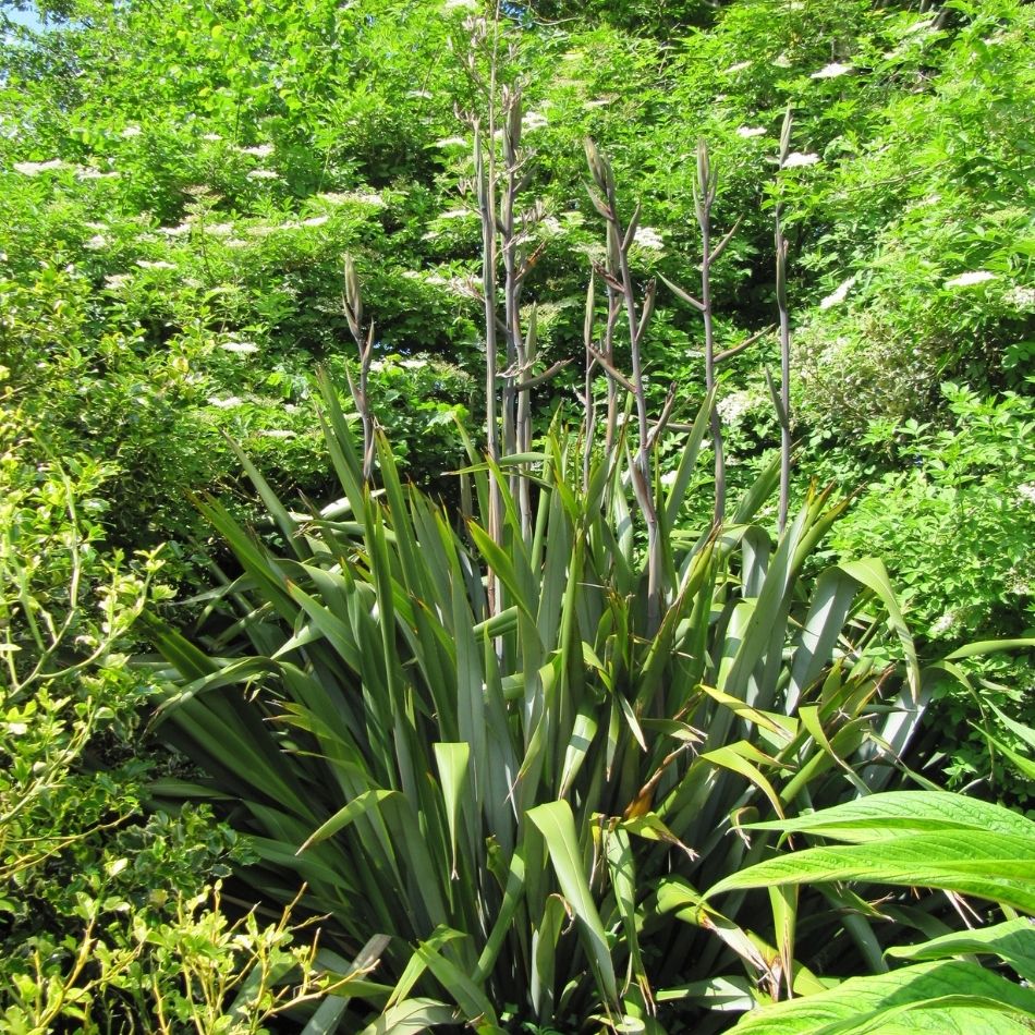 Phormium tenax